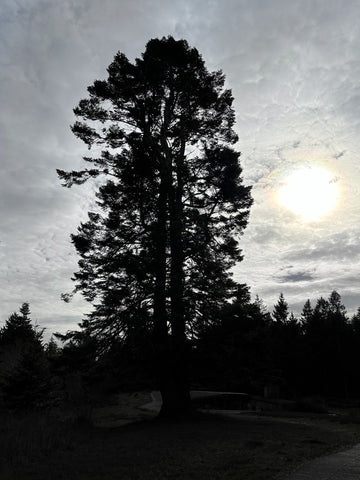 tree with sun and clouds