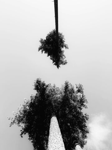two trees overhead photo