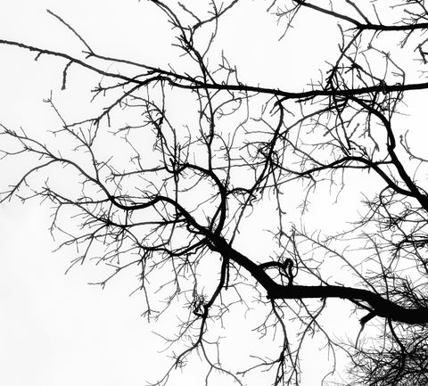tree twig silhouette