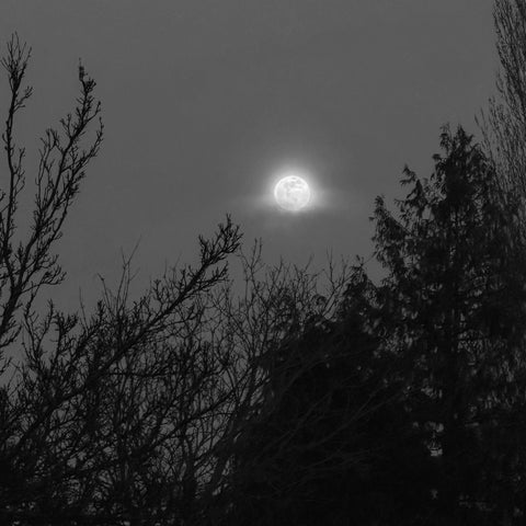 foggy moon rising over tree silhouettes