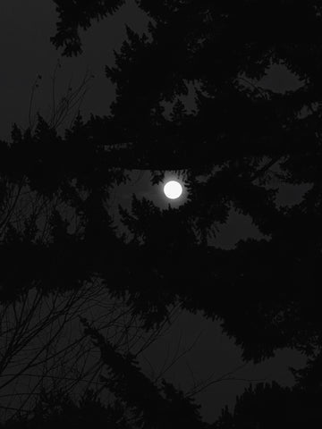 dark branches and bright moon