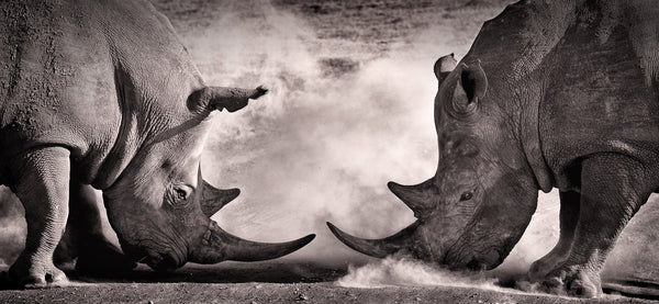 Two rhinos battling each other