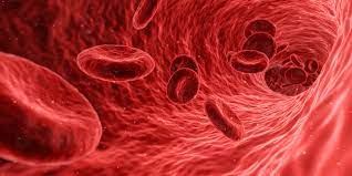 Blood cells inside the body