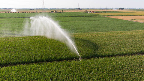 Irrigation water being sprayed on agricultural farming