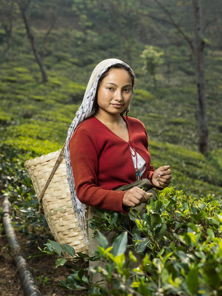 Darjeeling Teeanbau Teeproduktion Teepflückerin 