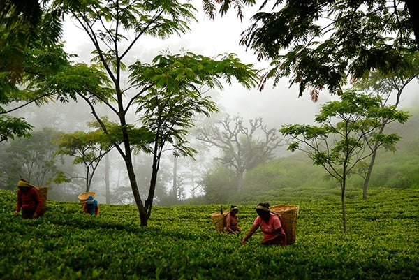 Jun Chiyabari Teagarden