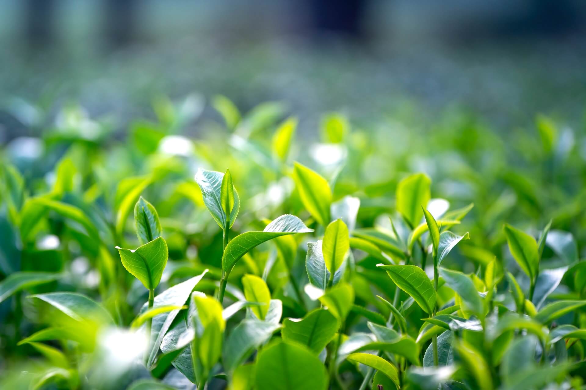 Teepflanze Camellia Sinensis Grüner Tee Umami japanischer Grüntee