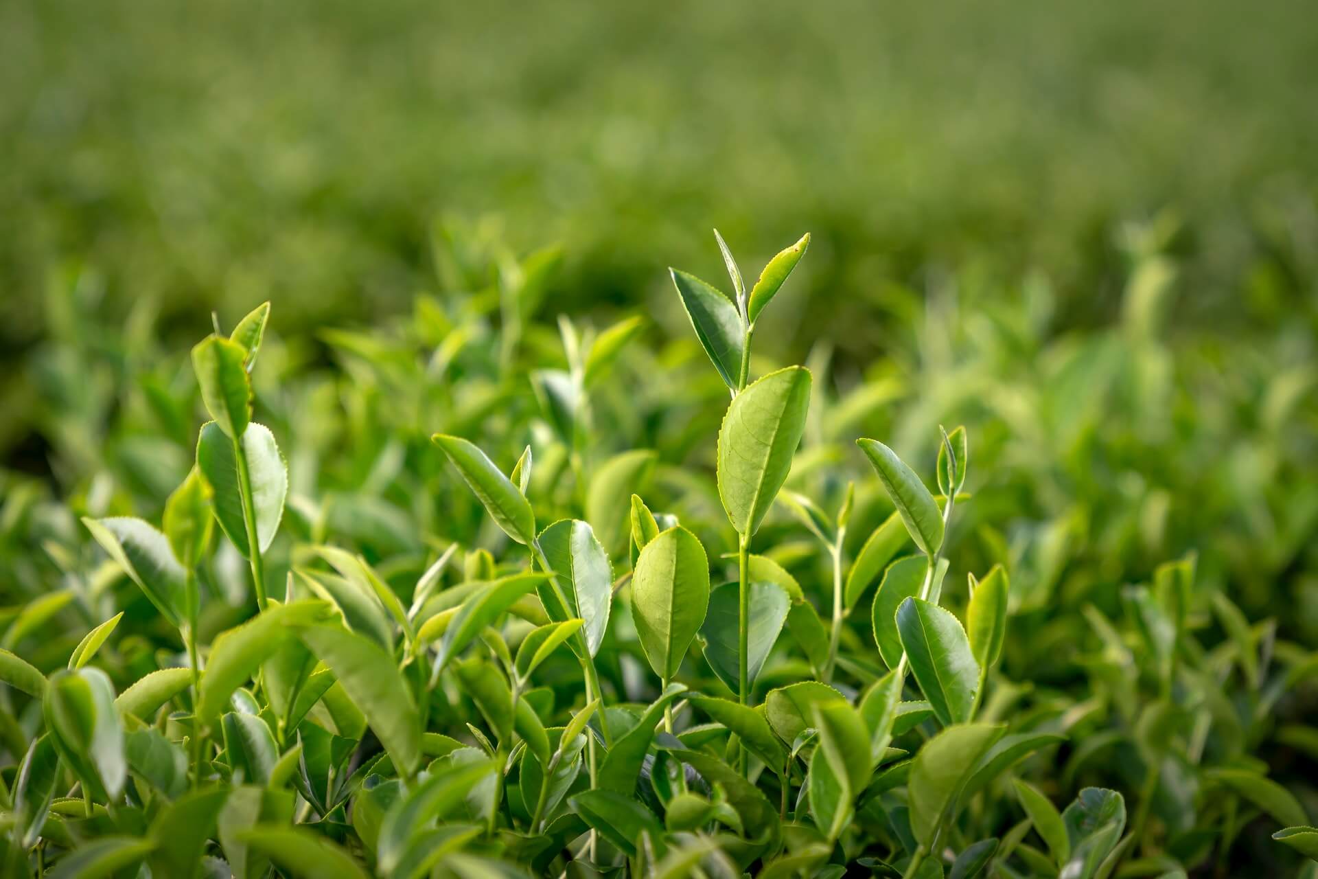 Teepflanze Camellia Sinensis Teaplant Teestrauch Teebusch