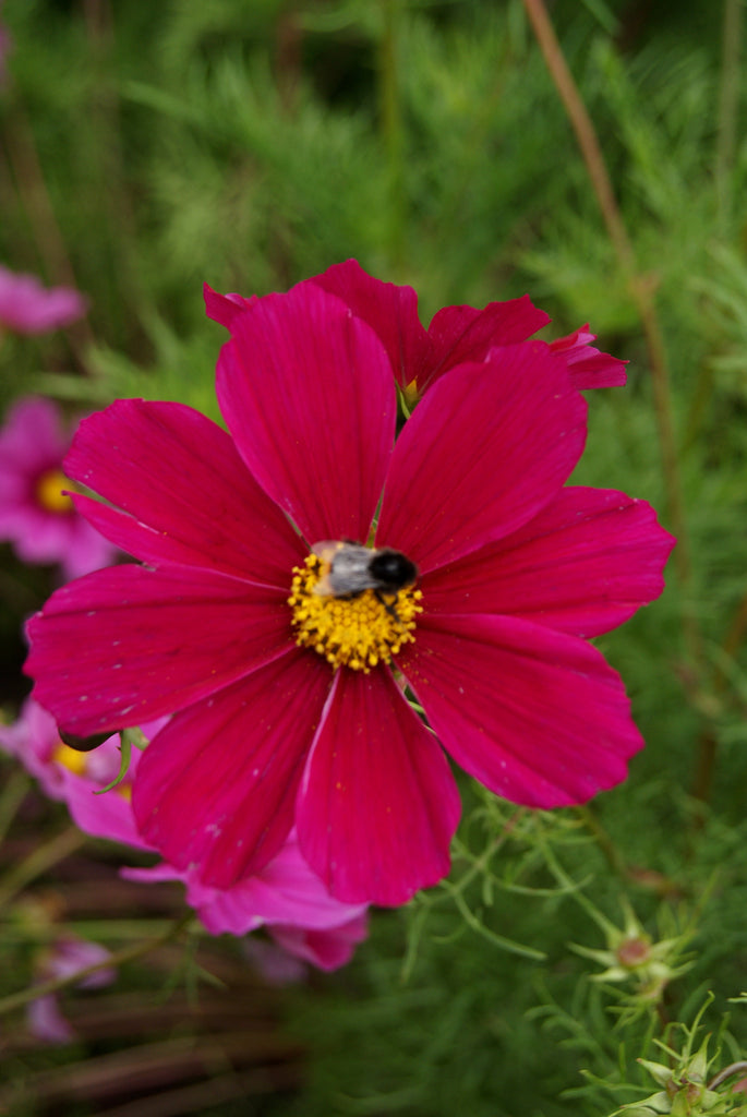 Cosmos Bipinnatus Tetra Versailles (Red) – Sunline Ag