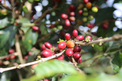 Ripe Coffee Cherries