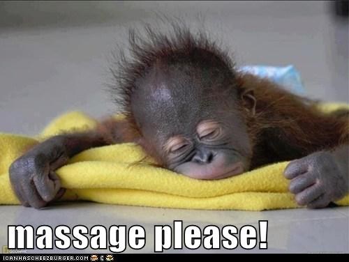 Baby Orangutan with the phrase massage please! 