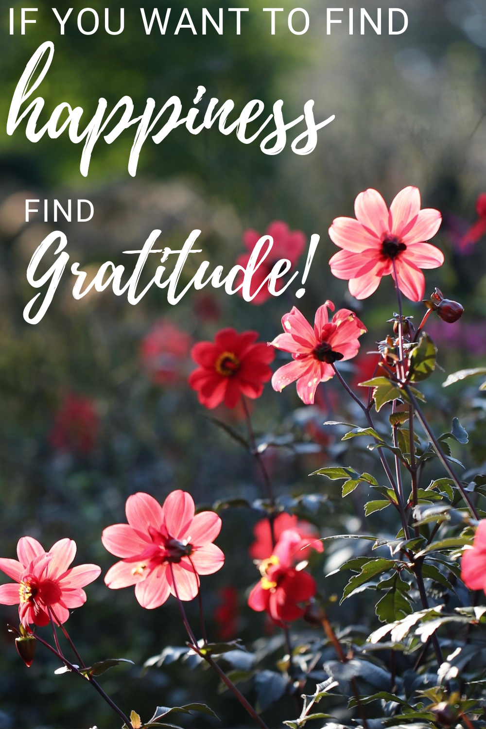 if you want to find happiness- find gratitude- anita nowinska