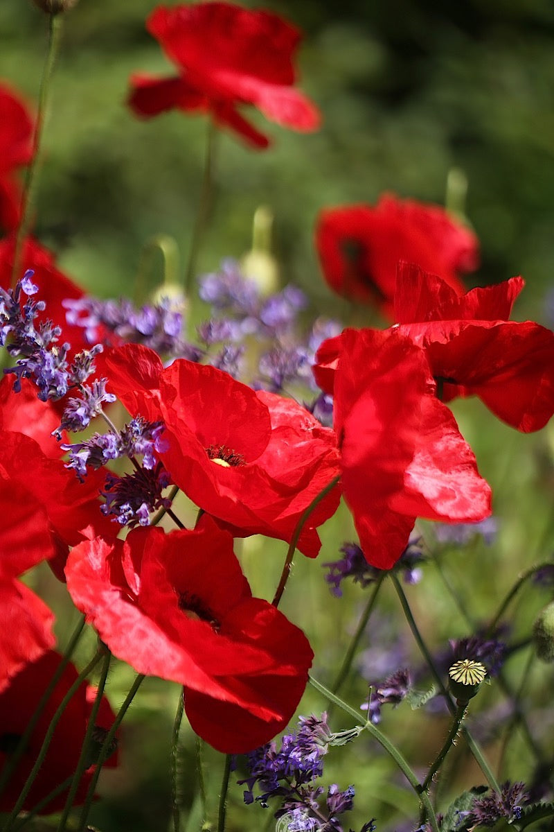 Red poppies at the garden house