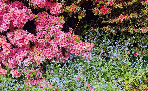 Pink and purple little flowers