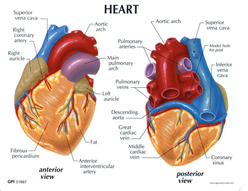 Human Anatomy Heart Model, 2Parts with Stand and Key Card (GPI 250