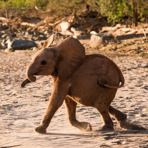 Bondeni orphan elephant rescued by David Sheldrick Wildlife Trust