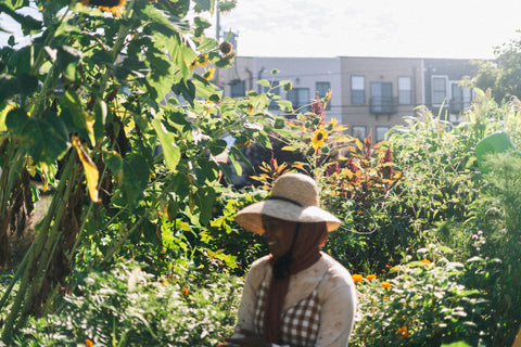 modest transitions in dye garden