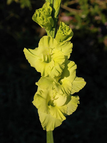 Gladioli Vdq Bulbs