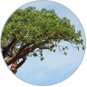 Baobab_tree_2