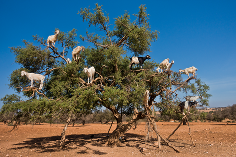 argan goat trees