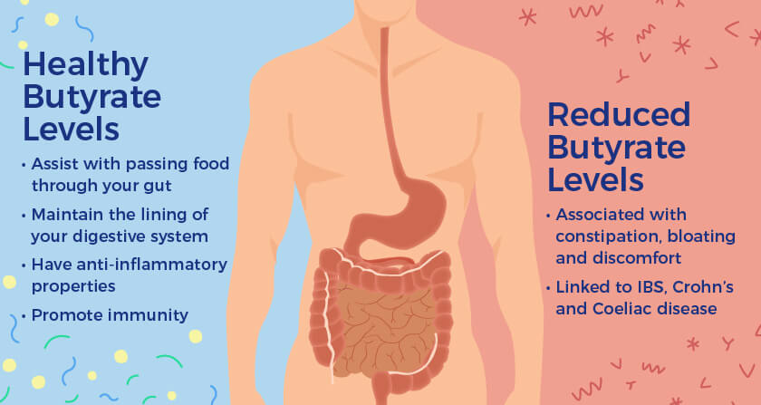 Healthy butyrate levels versus reduced butyrate levels