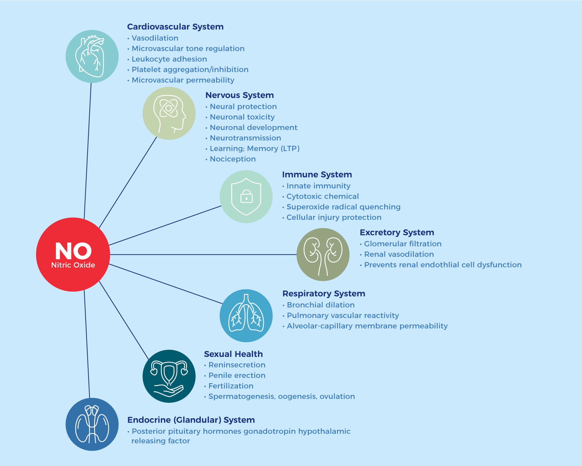 visual representation of nitric oxide's purpose and benefits in the body