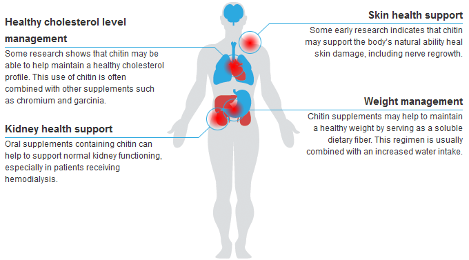 Chitin | Health Benefits and Uses of Chitin diagram of normal kidney 