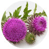 milk thistle