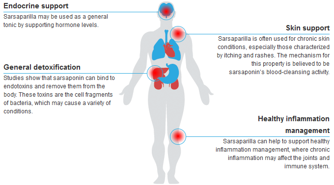 5 Benefits of Sarsaparilla for Skin, Hormones, & More – Euphoric