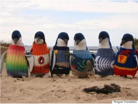 penguins in sweaters