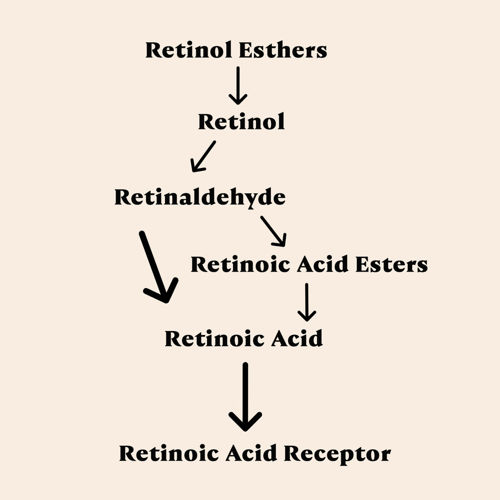 retinol-conversion