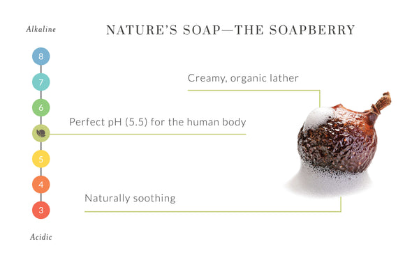 Soapberry infographic