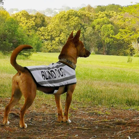 Photo of Betty, the blind dog on a field