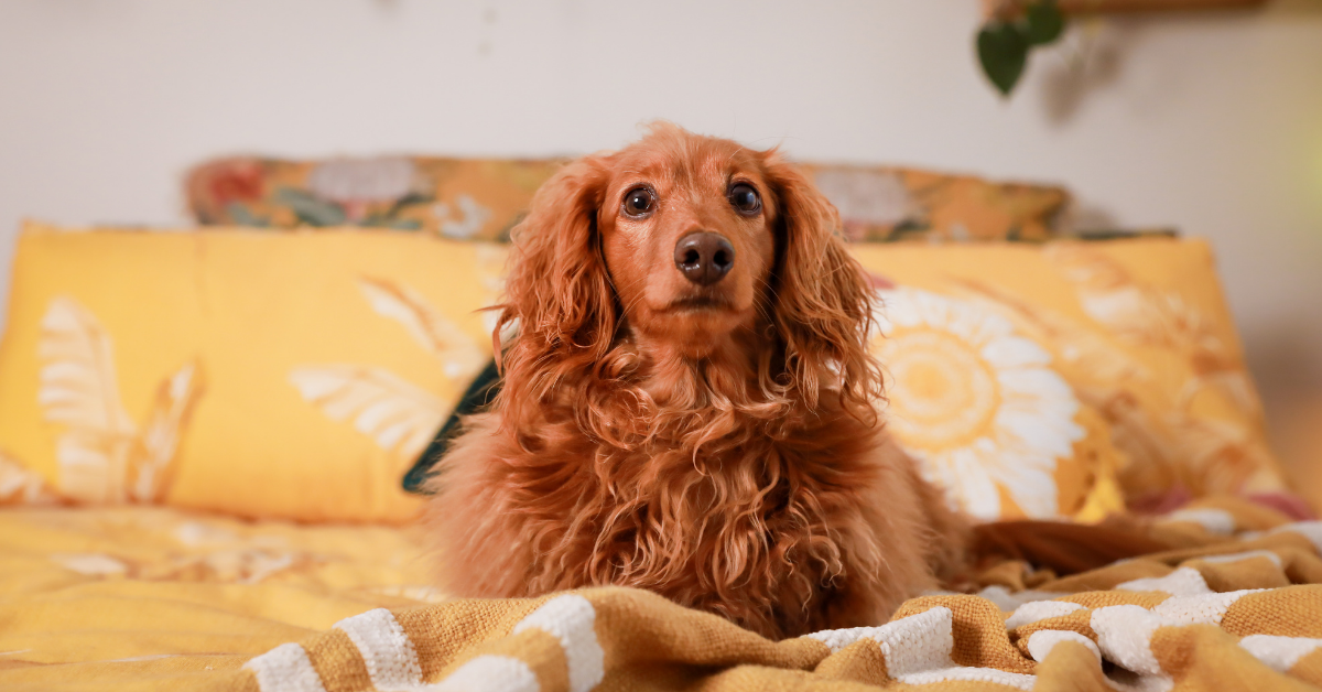 Golden long haired dachshund puppy sitting on a yellow bed