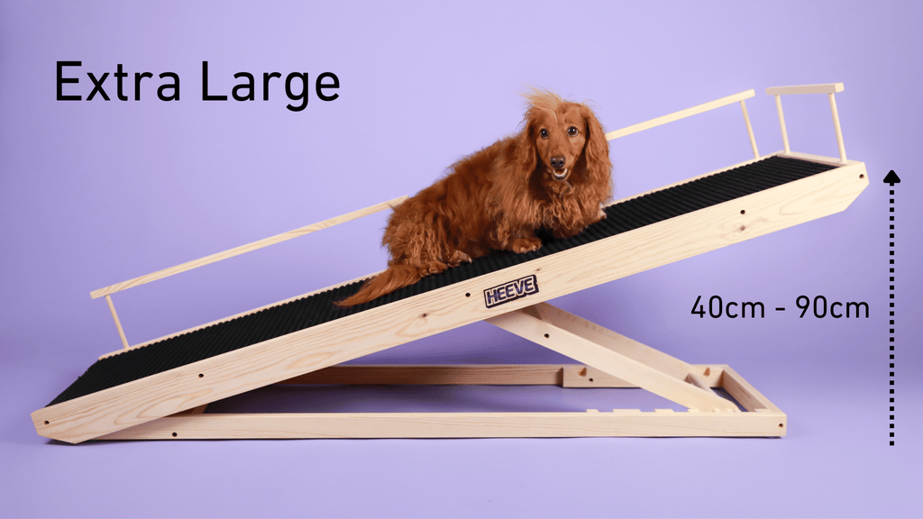 Extra large Heeve wooden dog ramp with dog on a purple backdrop