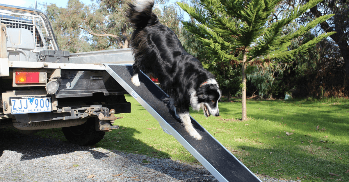 A dog walking down a ute on a Heeve Up-Ya-Get Folding Aluminium Dog Ramp 