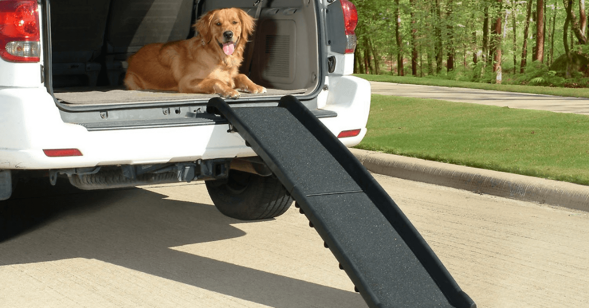 A golden retriever inside a car trunk with a PetSafe Ultralite Bi-fold Ramp 