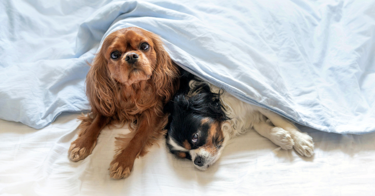 Two cute puppies sleeping on their human's bed