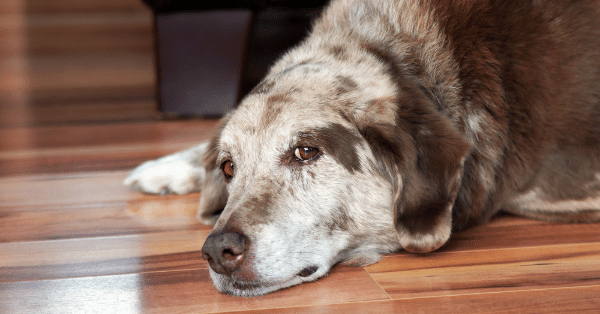 An elderly dog resting on a wooden floor.