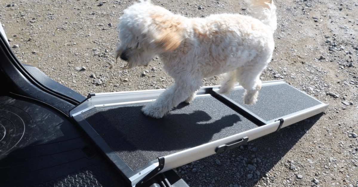 A dog walking up at the back of a car on an aluminium pet ramp