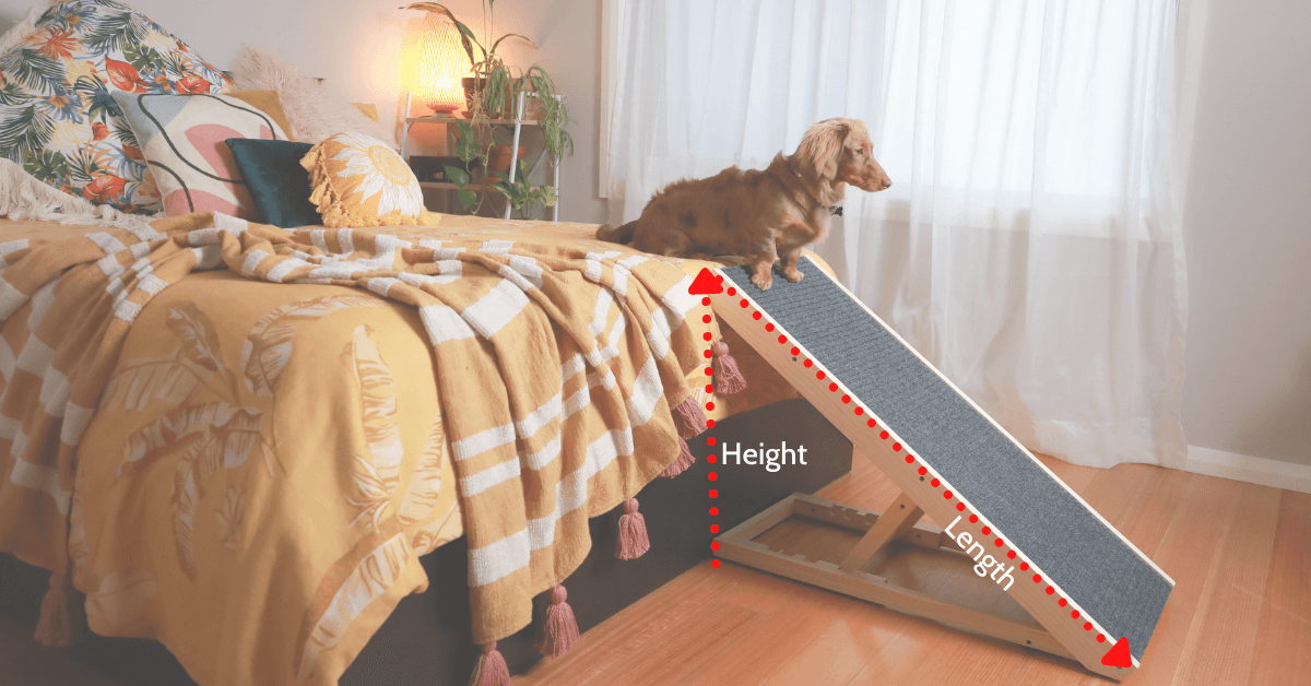 photo of a small furry dog on top of a ramp with measuring guide beside a yellow bed 