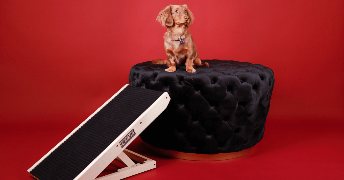 A Heeve ‘Up-Ya-Get’ Wooden Dog Ramp charcoal beside a small black dog sitting on a black velvet ottoman 