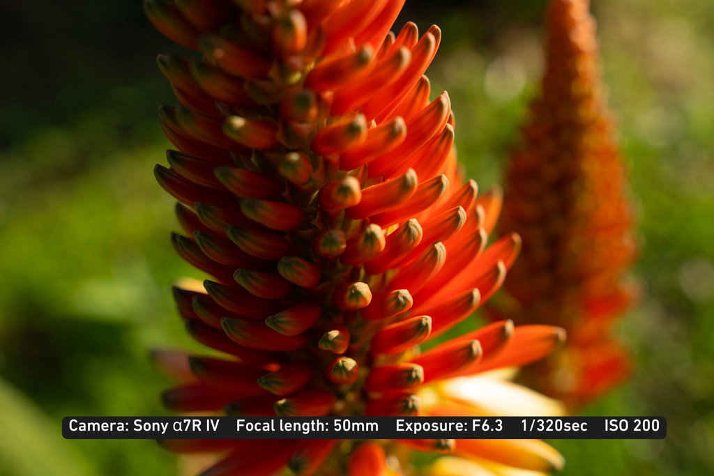 close up photo of an orange plant