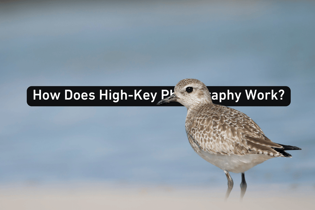 photo of a bird at a beach with a blurry smooth background