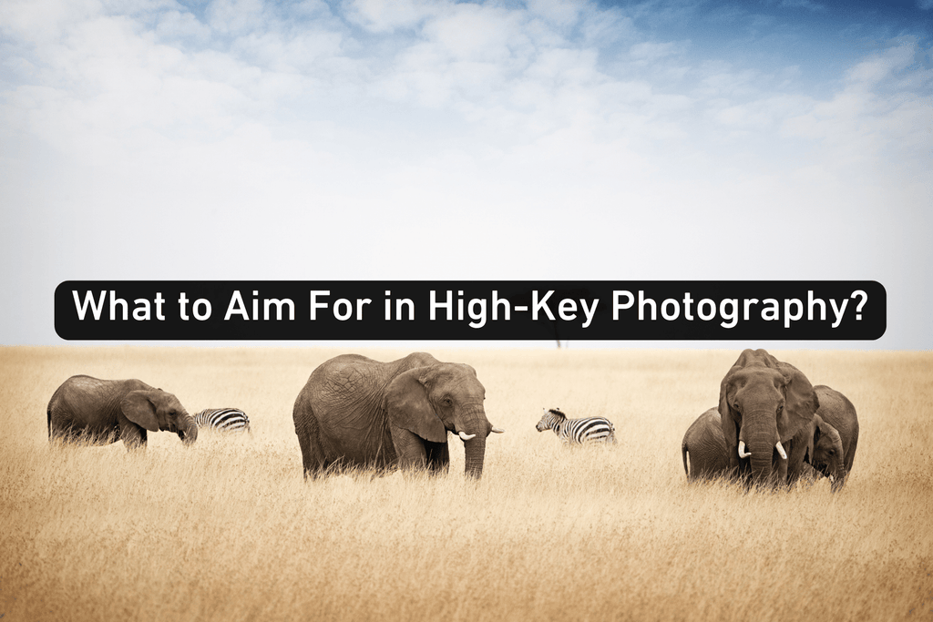 bright photo of elephants and zebras in a tall smooth silky grass