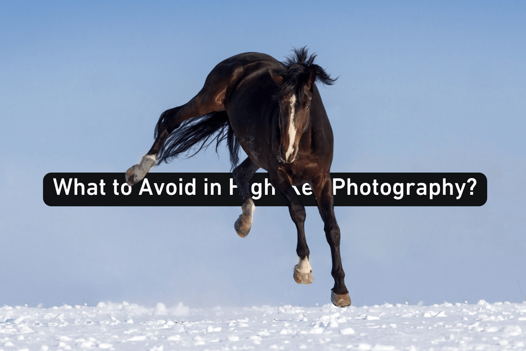 photo of a horse jumping in snow