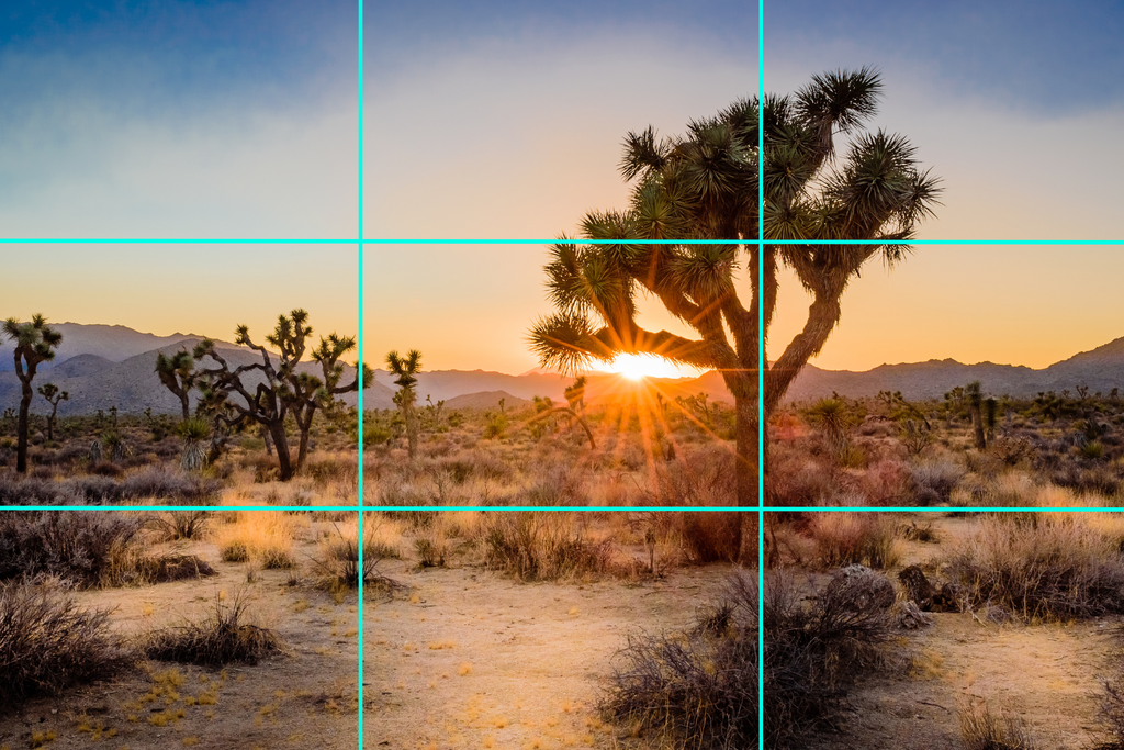Joshua tree in the middle of a desert at golden hour, rule of thirds overlay