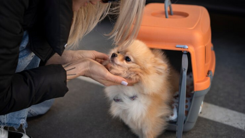 flying with a dog