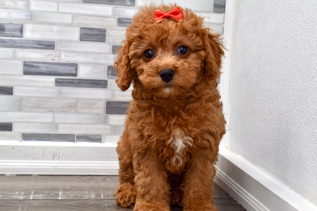 mini cockapoo