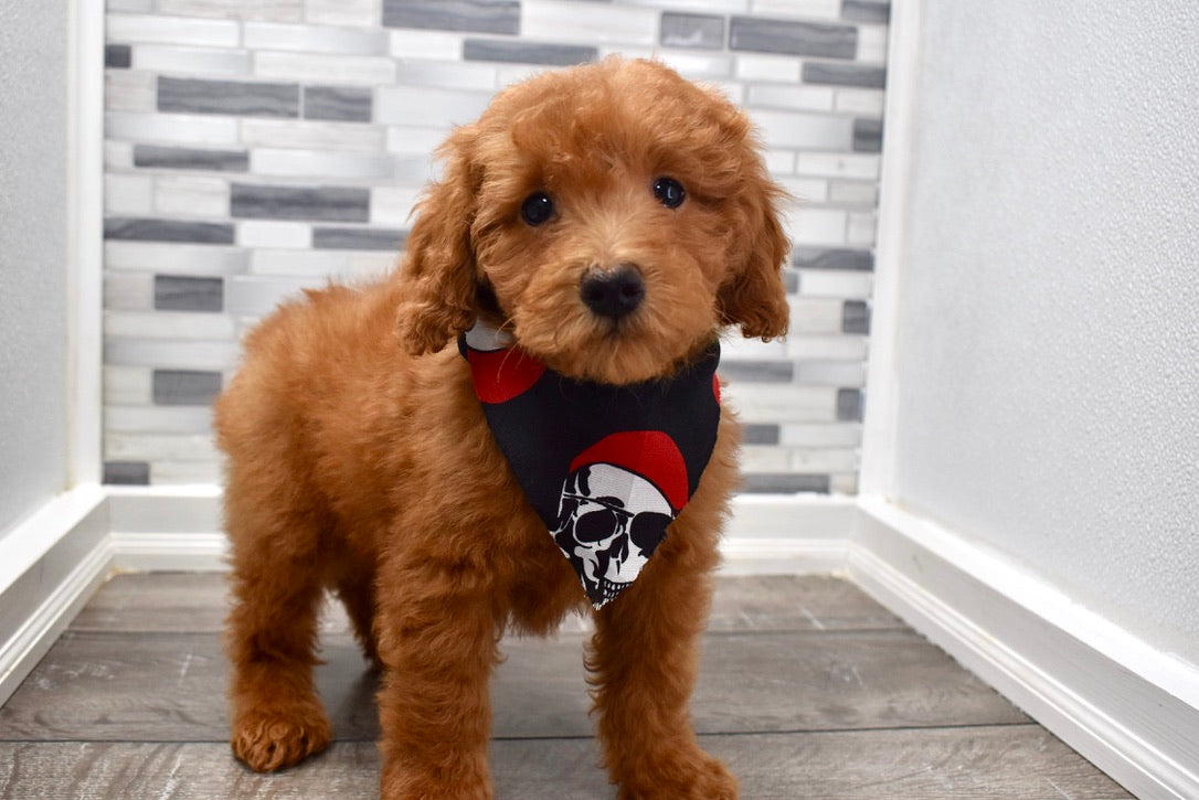 mini goldendoodle puppies